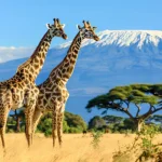 Pomodoro Tekniği: 25 Dakika Çalışma, 5 Dakika Mola